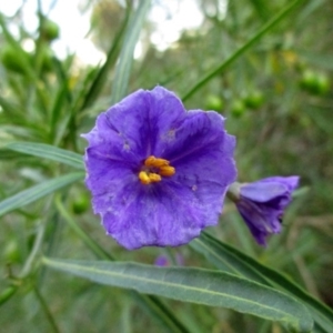 Solanum linearifolium at Hawker, ACT - 2 Nov 2015