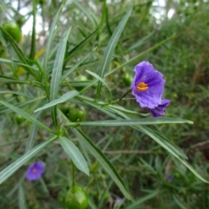 Solanum linearifolium at Hawker, ACT - 2 Nov 2015