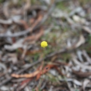 Craspedia variabilis at Bruce, ACT - 1 Nov 2015