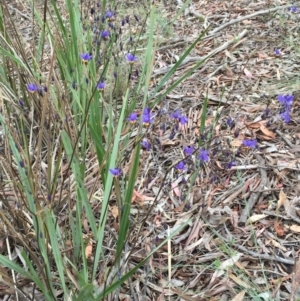 Dianella revoluta var. revoluta at Bruce, ACT - 1 Nov 2015 12:38 PM