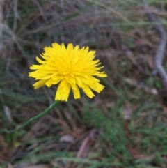 Hypochaeris radicata (Cat's Ear, Flatweed) at Bruce, ACT - 1 Nov 2015 by ibaird