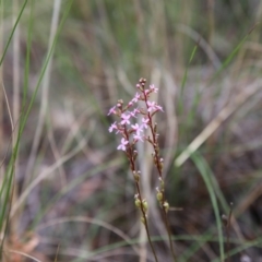 Stylidium graminifolium (Grass Triggerplant) at Bruce, ACT - 1 Nov 2015 by ibaird