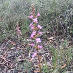 Stylidium graminifolium at Bruce, ACT - 1 Nov 2015