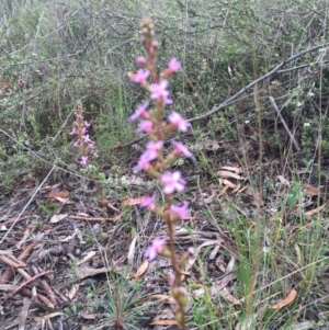 Stylidium graminifolium at Bruce, ACT - 1 Nov 2015 12:12 PM