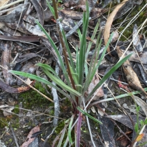 Stylidium graminifolium at Bruce, ACT - 1 Nov 2015