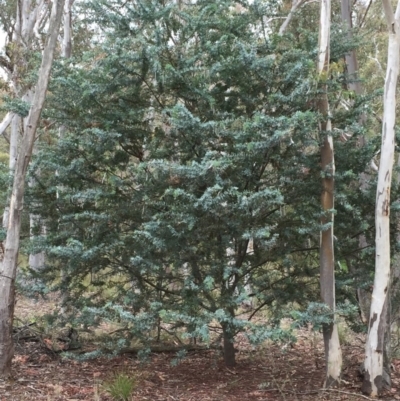 Acacia baileyana (Cootamundra Wattle, Golden Mimosa) at Point 93 - 1 Nov 2015 by ibaird