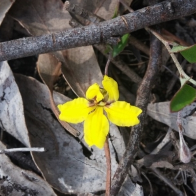 Goodenia hederacea (Ivy Goodenia) at Point 88 - 2 Nov 2015 by NickWilson