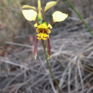 Diuris sulphurea at Point 88 - suppressed