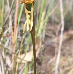 Diuris sulphurea at Point 3506 - suppressed