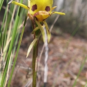 Diuris sulphurea at Point 3506 - suppressed