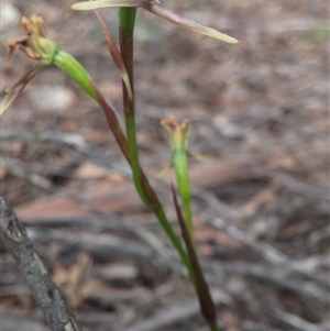 Diuris sp. at Point 3506 - suppressed