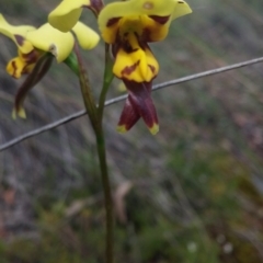 Diuris sulphurea (Tiger Orchid) at Aranda, ACT - 2 Nov 2015 by NickWilson