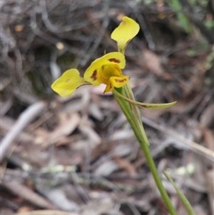 Diuris sulphurea at Point 3506 - 2 Nov 2015