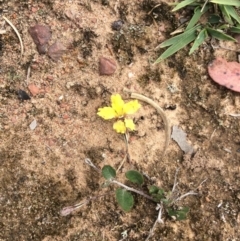 Goodenia hederacea subsp. hederacea (Ivy Goodenia, Forest Goodenia) at Nanima, NSW - 2 Nov 2015 by Hilary