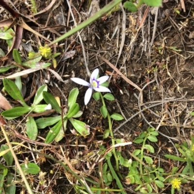 Isotoma fluviatilis subsp. australis (Swamp Isotome) at Nanima, NSW - 3 Nov 2015 by Hilary