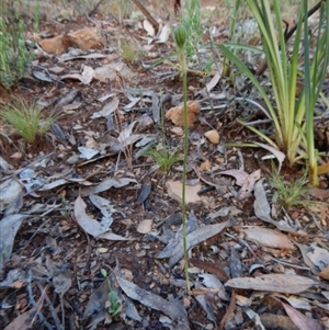 Glossodia major at Point 4372 - suppressed