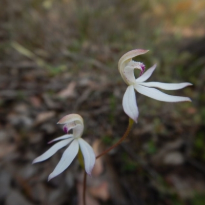 Caladenia moschata (Musky Caps) at Belconnen, ACT - 22 Oct 2015 by CathB