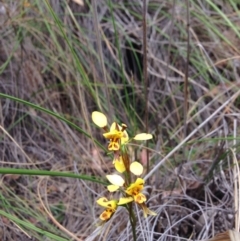 Diuris sulphurea (Tiger Orchid) at Point 25 - 3 Nov 2015 by julesS