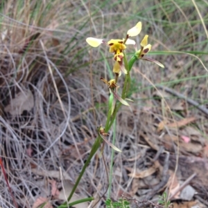 Diuris sulphurea at Point 25 - suppressed