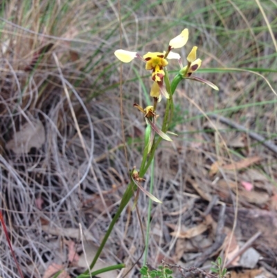 Diuris sulphurea (Tiger Orchid) at Point 25 - 3 Nov 2015 by julesS