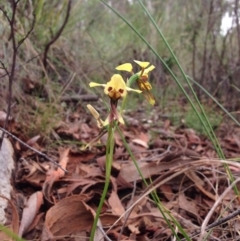 Diuris sulphurea (Tiger Orchid) at Point 29 - 3 Nov 2015 by julesS