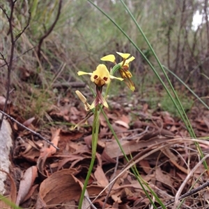 Diuris sulphurea at Point 29 - 3 Nov 2015