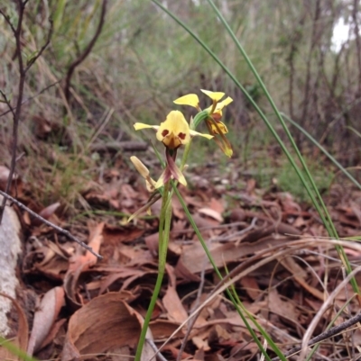 Diuris sulphurea (Tiger Orchid) at Point 29 - 3 Nov 2015 by julesS