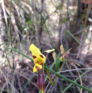 Diuris sulphurea at Undefined Area - suppressed