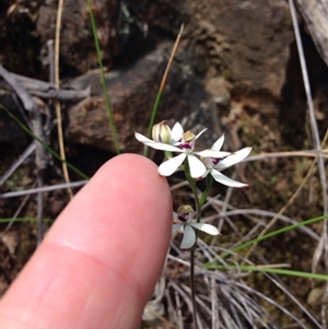 Caladenia cucullata at Point 29 - suppressed