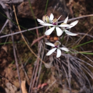 Caladenia cucullata at Point 29 - suppressed