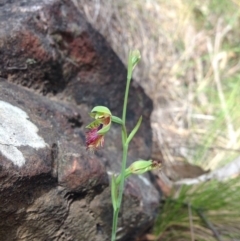 Calochilus montanus (Copper Beard Orchid) at Point 29 - 3 Nov 2015 by julesS