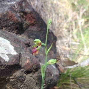 Calochilus montanus at Point 29 - suppressed