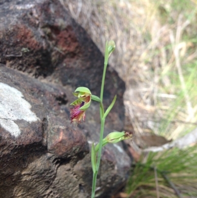 Calochilus montanus (Copper Beard Orchid) at Point 29 - 3 Nov 2015 by julesS