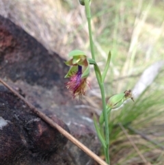 Calochilus montanus at Point 29 - suppressed