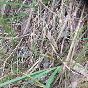 Dianella sp. aff. longifolia (Benambra) at Molonglo River Reserve - 30 Oct 2015