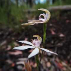 Caladenia moschata (Musky Caps) at Molonglo Valley, ACT - 22 Oct 2015 by CathB