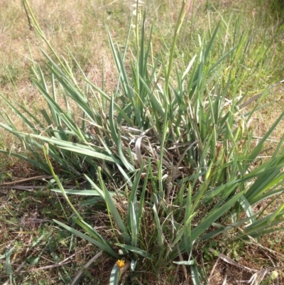 Dianella sp. aff. longifolia (Benambra) (Pale Flax Lily, Blue Flax Lily) at Franklin, ACT - 3 Nov 2015 by RichardMilner