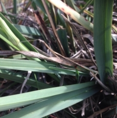 Dianella sp. aff. longifolia (Benambra) at Franklin, ACT - 3 Nov 2015