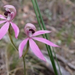 Caladenia congesta (Pink Caps) at Acton, ACT - 3 Nov 2015 by NickWilson