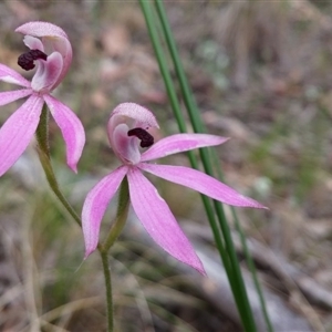 Caladenia congesta at Point 38 - suppressed