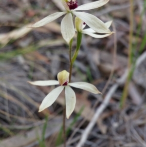 Caladenia cucullata at Acton, ACT - 3 Nov 2015