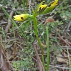 Diuris sulphurea (Tiger Orchid) at Point 11 - 24 Oct 2015 by galah681