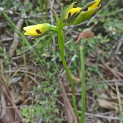 Diuris sulphurea (Tiger Orchid) at Point 11 - 24 Oct 2015 by galah681