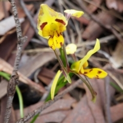 Diuris sulphurea (Tiger Orchid) at Acton, ACT - 3 Nov 2015 by NickWilson