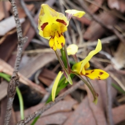 Diuris sulphurea (Tiger Orchid) at Acton, ACT - 3 Nov 2015 by NickWilson