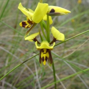 Diuris sulphurea at Canberra Central, ACT - suppressed