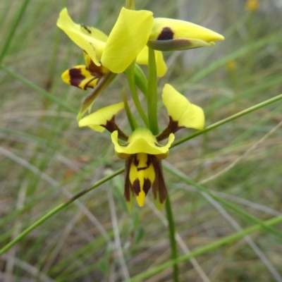 Diuris sulphurea (Tiger Orchid) at Canberra Central, ACT - 23 Oct 2015 by galah681