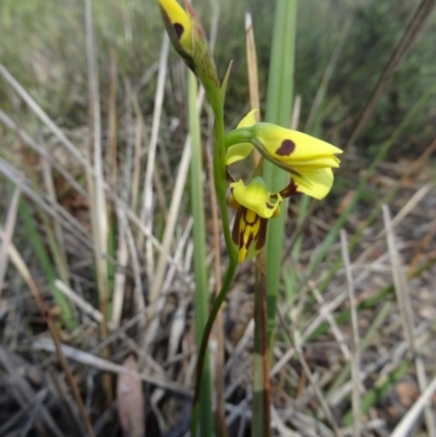Diuris sulphurea (Tiger Orchid) at Point 14 - 24 Oct 2015 by galah681