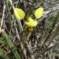 Diuris sulphurea (Tiger Orchid) at Canberra Central, ACT - 24 Oct 2015 by galah681