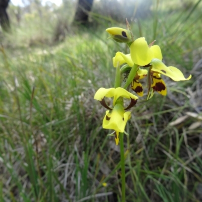 Diuris sulphurea (Tiger Orchid) at Canberra Central, ACT - 24 Oct 2015 by galah681